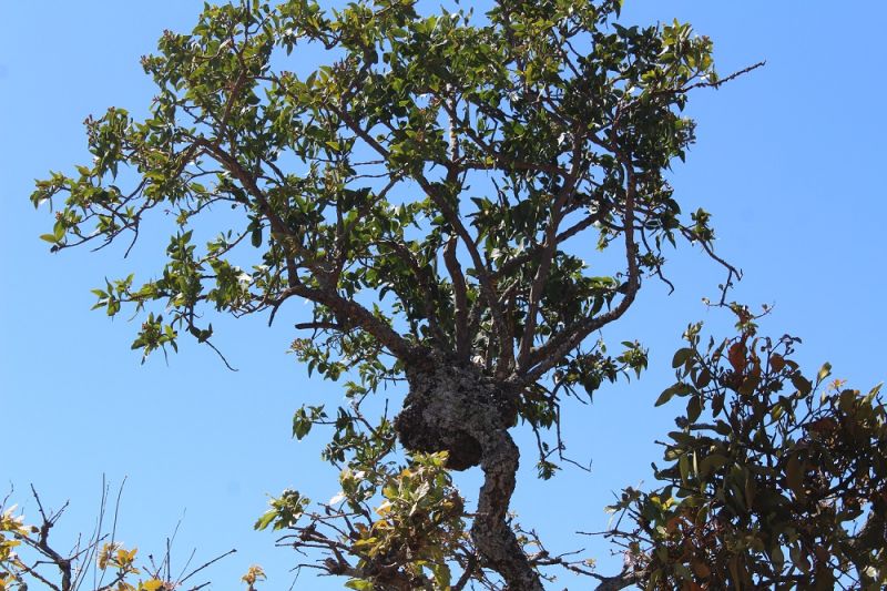PULMÓN DE NUESTRA COMUNIDAD